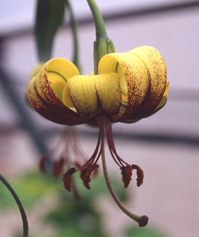 Лилия первоцветная (Lilium primulinum)