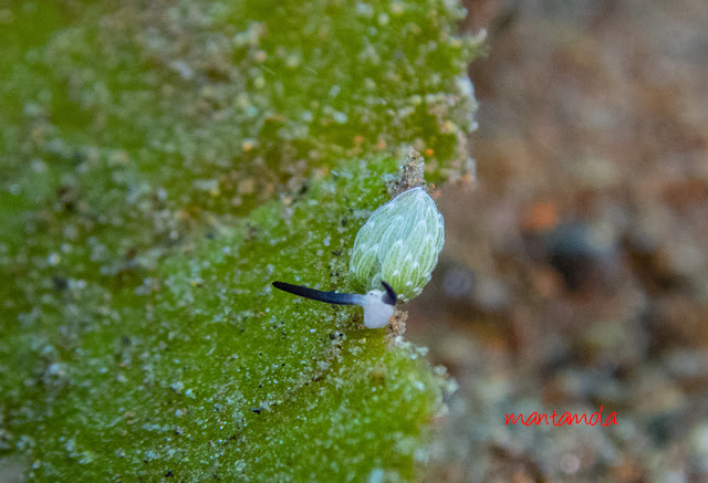 Costasiella usagi