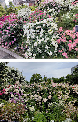 薔薇