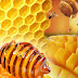 MANFAAT PROPOLIS UNTUK BURUNG MURAI BATU