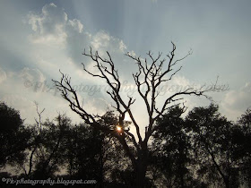 Dead Sissoo Tree