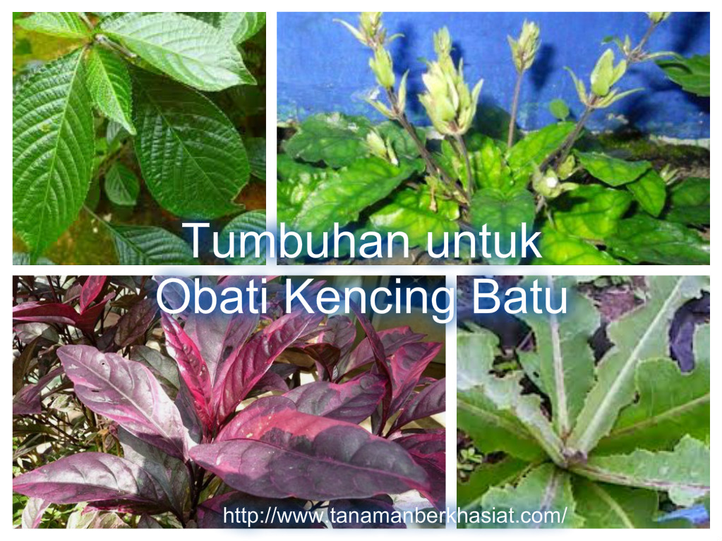 11 Tumbuhan untuk Obati Kencing Batu