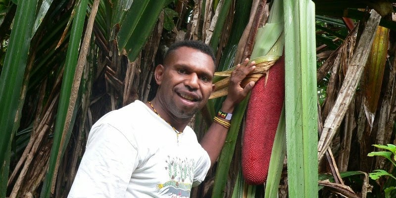  Buah  Merah Papua Aku Buah  Sehat