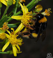 Abejorro común (Bombus terrestris)