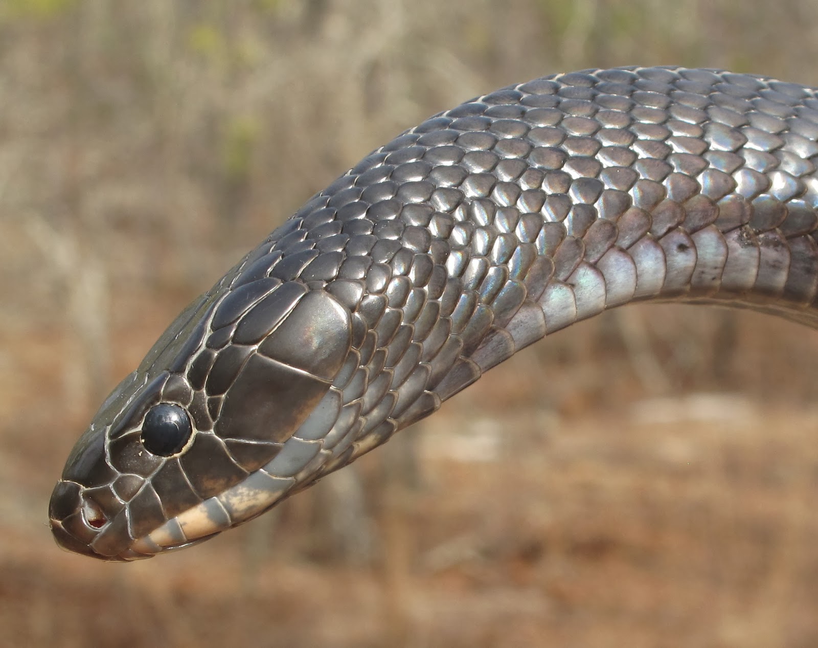 life is short, but snakes are long: blog carnival: ecology