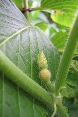 ondertussen in mijn moestuin - deel 2 