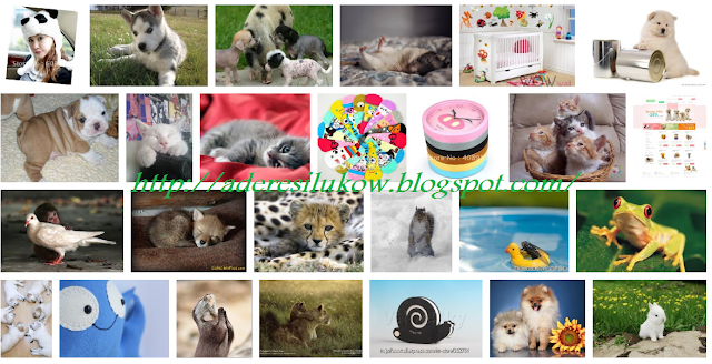 Animal     http://aderesilukow.blogspot.com/