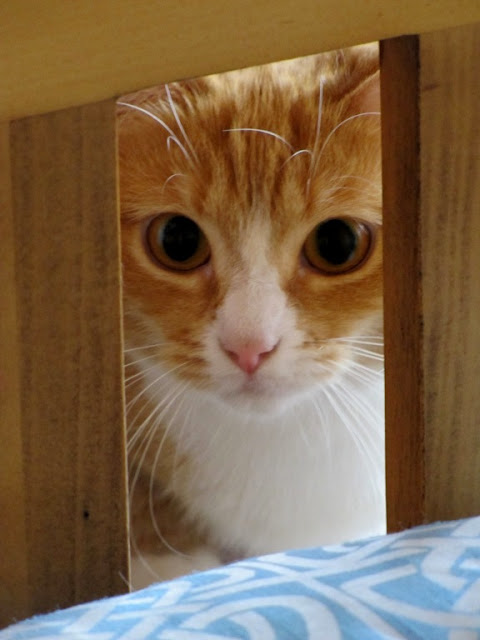 peering thru the bed rails watching coco play by damselfly58 from flickr (CC-NC-ND)