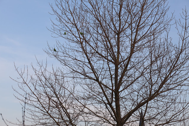 motiv: tree and sky