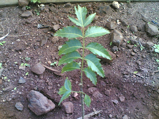 AZADIRACHTA INDICA, MELIACEAE