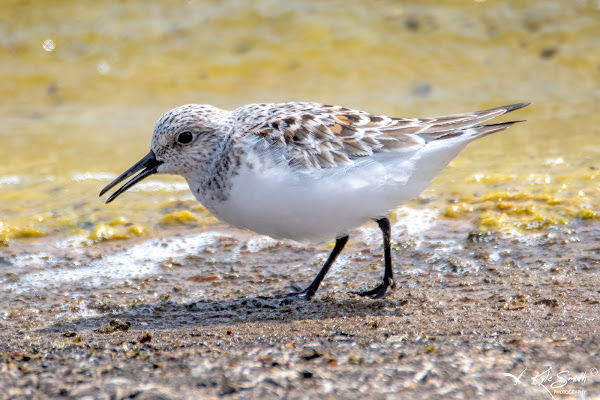 Sanderling