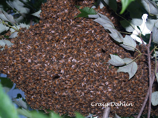 Close up picture of the swarm of bees