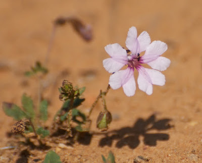  Pink Velleia (Velleia rosea) 