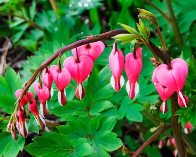 DSCF4378_hearts[1]