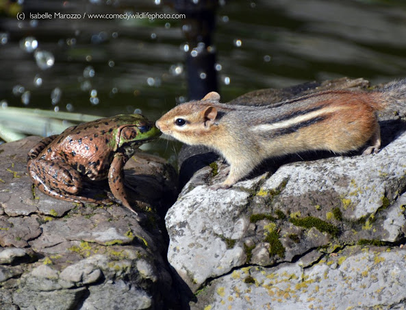 The Frog and Squirrel Discuss Happily