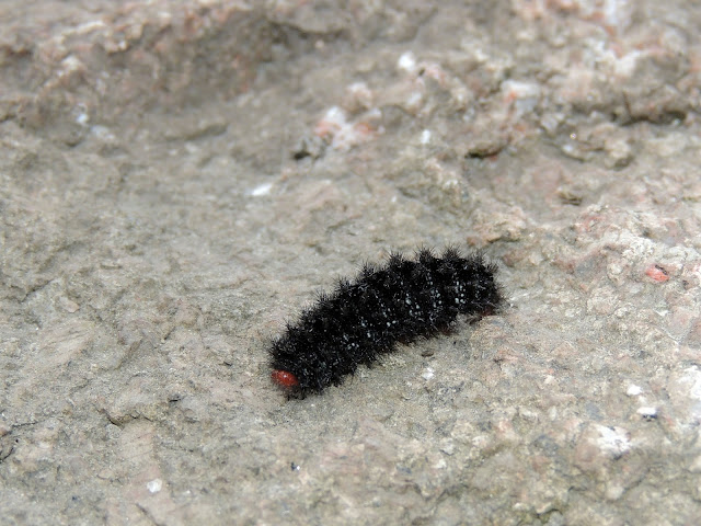 La oruga de Melitaea cinxia