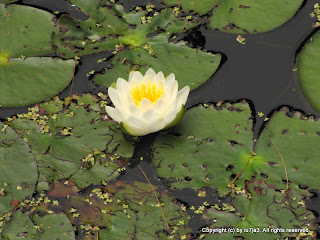 Water Lily