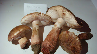 Amanita rubescens cueva de los franceses