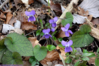 Violettes