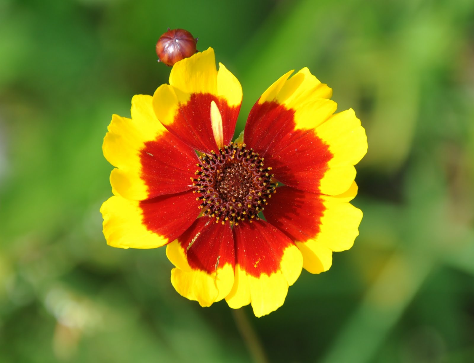 Le Tocard Photos  de  fleurs  gratuites et libres de  droit