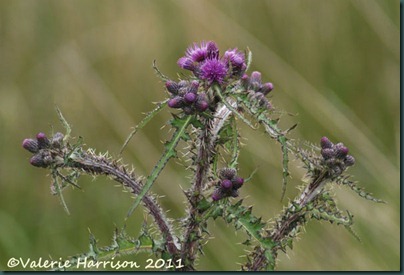 3-thistle