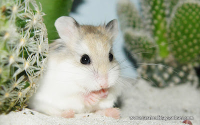 Cara Beternak Hamster