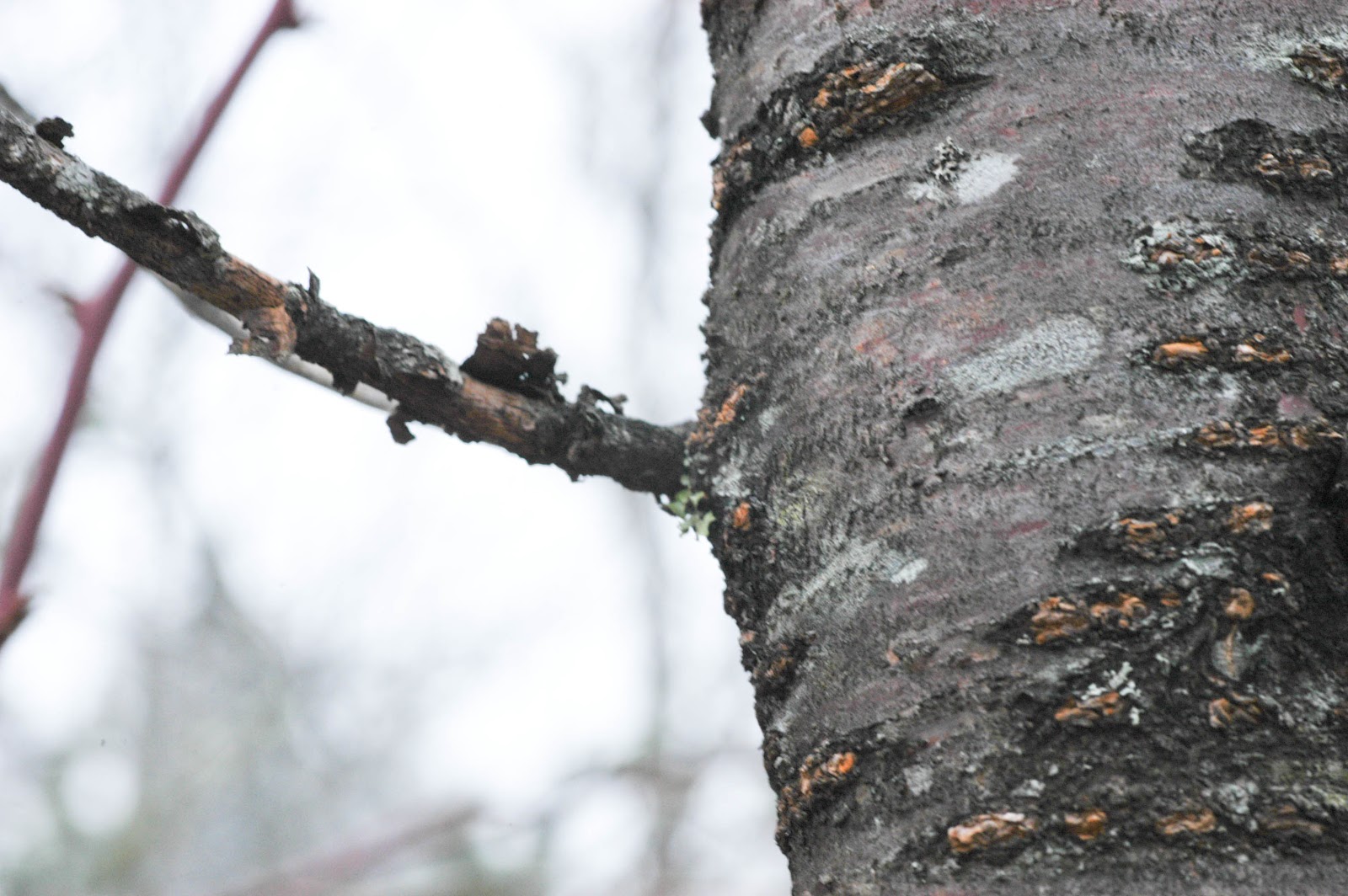 Prunus pensylvanica