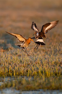 Wildlifefotografie Uferschnepfe Ochsenmoor Olaf Kerber