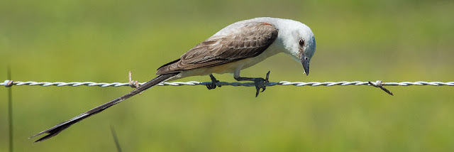 Scissor-tailed Flycatcher, Bolivar Peninsula