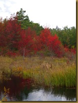 Wetlands