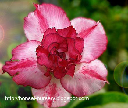 rose flowers pics. Desert+rose+flower