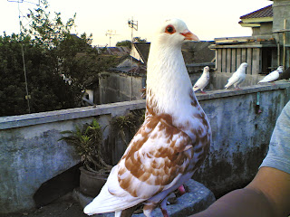  Gambar Burung Merpati Dunia Binatang