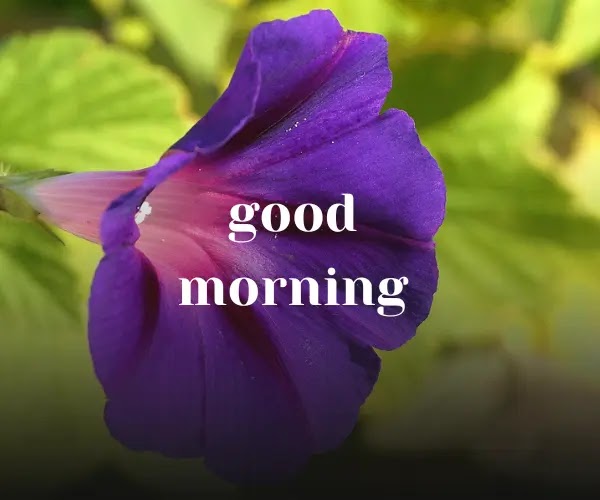 good morning photo flower