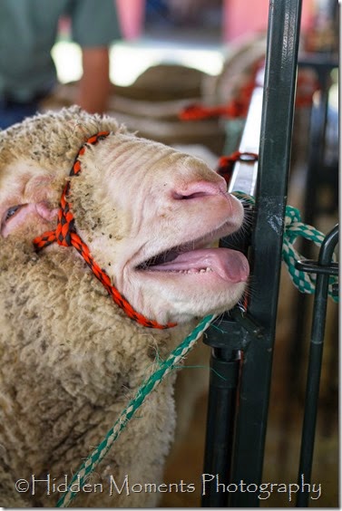 Geauga Fair '14 c