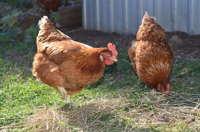 The girls: Isa brown chickens