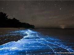 Bioluminescence, Fenomena Luarbiasa Cahaya Biru Air Laut