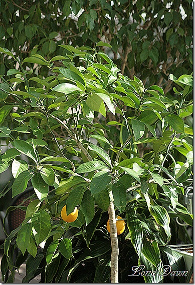 Lemon_Tree_Dec2