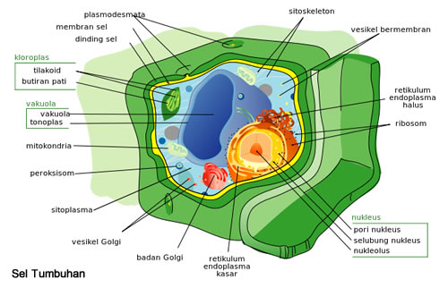 armyista fidyah struktur sel  tumbuhan  beserta  fungsinya 
