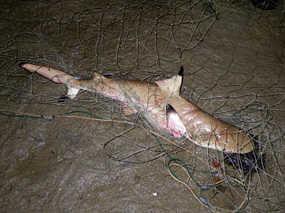 Blacktip Reef Shark (Carcharhinus melanopterus)