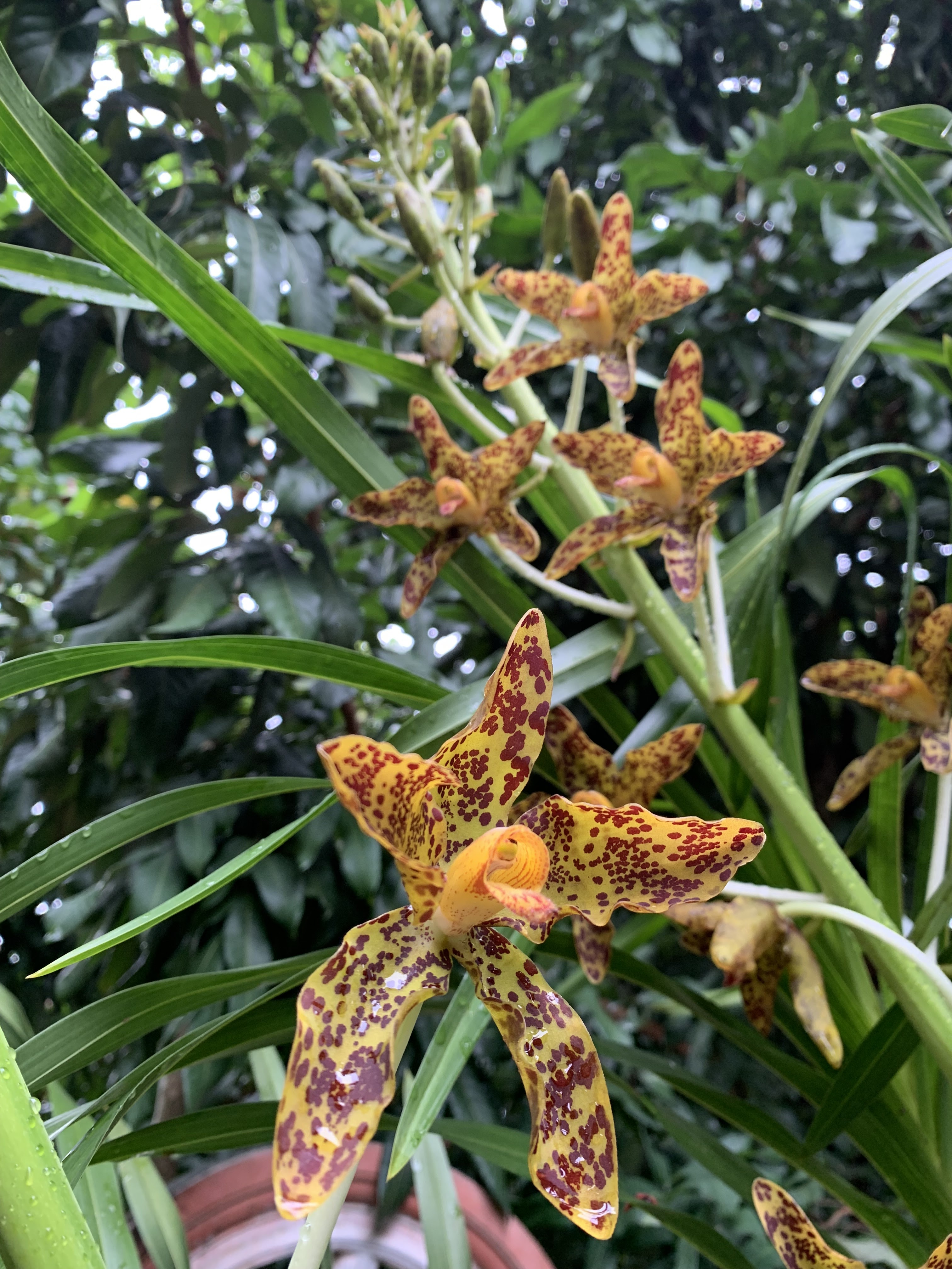 spesis orkid, bunga hutan, hasil hutan, bunga cantik, anggerik, hobi