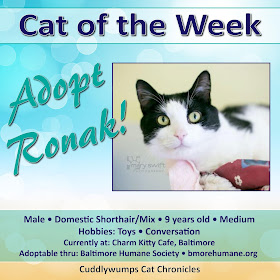 Adopt Ronak, our Cat of the Week!