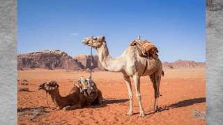 Camel Camel