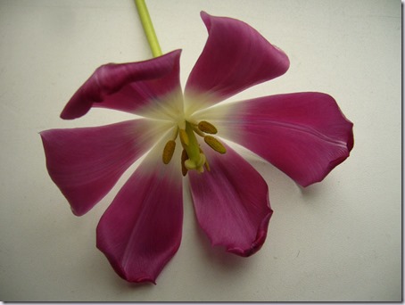 tulp-1