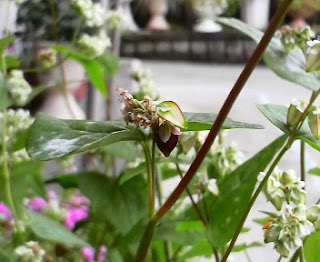 そばの花