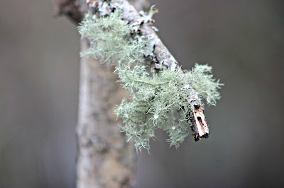 Spanish Moss