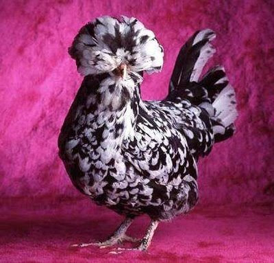 real or fake hen