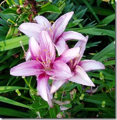 712 pink lily