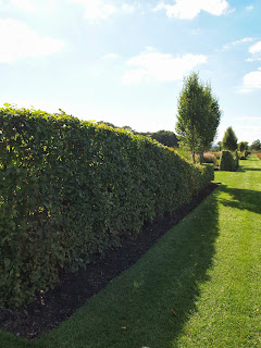 Sussex Prairies Garden. Amazing flowers and good example of garden design. Great use of hedging.