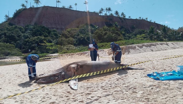 Filhote de Baleia Jubarte encontrado na praia de Taipe em Porto Seguro