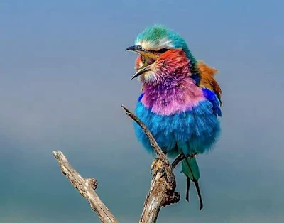 أجمل صور الطيور في العالم